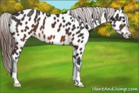 Horse Color:Brown Appaloosa