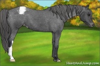Horse Color:Black Appaloosa