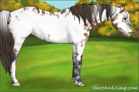 Horse Color:White Spotted Brown Frame Appaloosa 