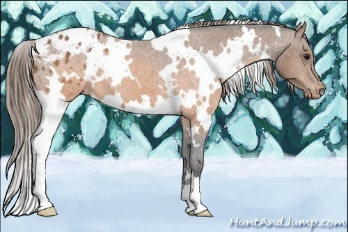 Horse Color:White Spotted Buckskin Appaloosa 