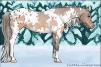 Horse Color:White Spotted Buckskin Appaloosa