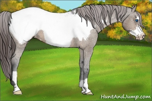 Horse Color:Brown Frame Appaloosa