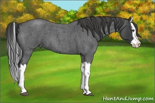 Horse Color:Smoky Blue Roan Splash