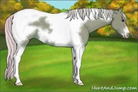 Horse Color:Watercolor Silver Black Tobiano Frame 