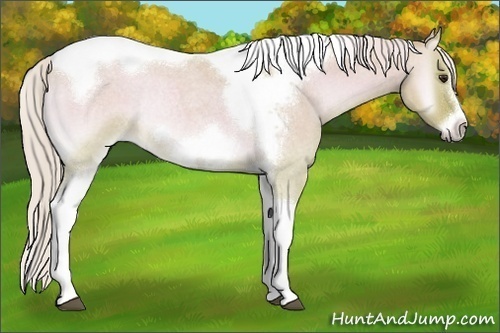 Horse Color:Watercolor Silver Bay Roan Onyx Tobiano Frame Rabicano