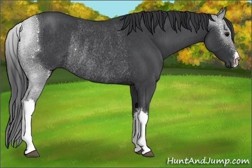 Horse Color:Blue Roan Rabicano 