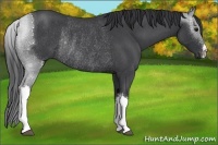Horse Color:Blue Roan Rabicano