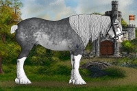 Horse Color:Silver Black Chinchilla Splash 
