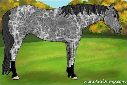 Horse Color:Black Ice