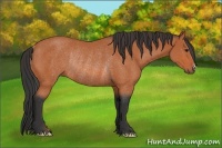 Horse Color:Bay Rabicano 