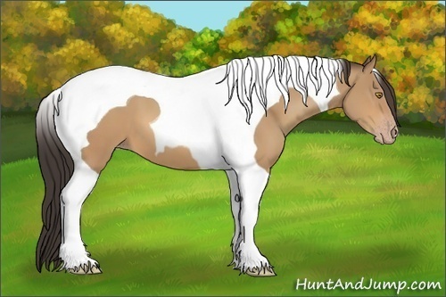 Horse Color:Amber Champagne Tobiano 