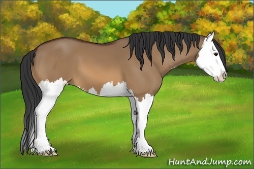Horse Color:Bay Dun Splash 