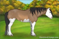 Horse Color:Bay Dun Splash 