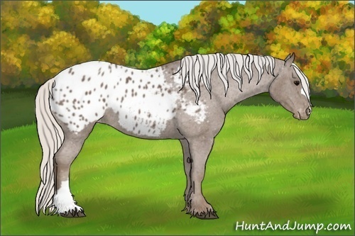 Horse Color:Silver Blue Roan Appaloosa