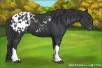 Horse Color:Black Appaloosa