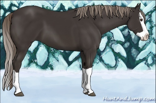 Horse Color:Liver Chestnut Splash 