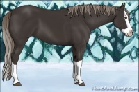 Horse Color:Liver Chestnut Splash 