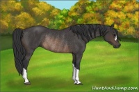 Horse Color:Buckskin Rabicano 