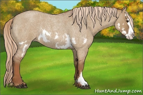 Horse Color:Red Dun Roan Splash Frame Rabicano