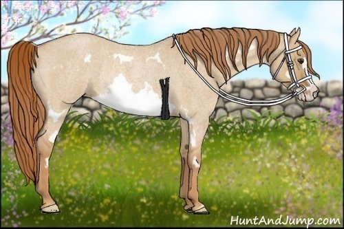 Horse Color:Red Dun Roan Splash Frame Rabicano 