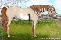 Horse Color:Red Dun Roan Splash Frame Rabicano