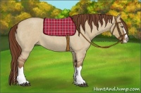 Horse Color:Red Dun Roan Splash Frame Rabicano 