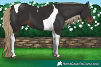 Horse Color:Liver Chestnut Tobiano 