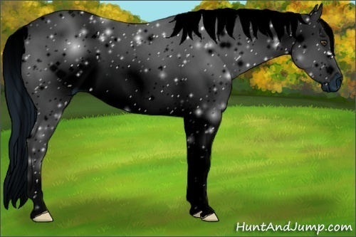 Horse Color:ERROR: UNKNOWN ANOMALY