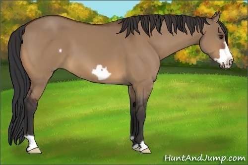 Horse Color:Bay Dun Frame 