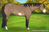 Horse Color:Bay Dun Frame 