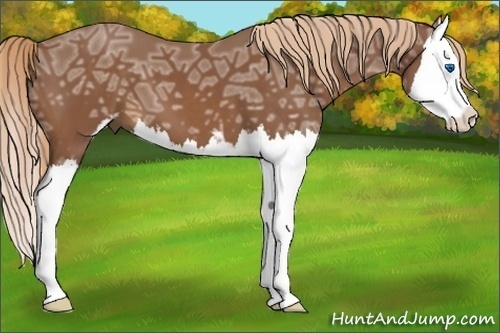 Horse Color:Chestnut Ice Sabino Splash