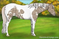 Horse Color:White Spotted Silver Sable Champagne Ice Tobiano 