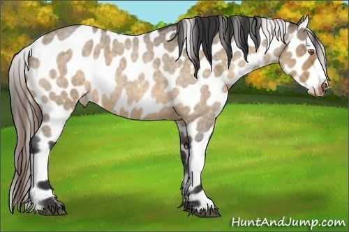 Horse Color:Buckskin Roan Dun Leopard 