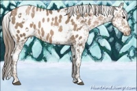 Horse Color:White Spotted Black Pearl Appaloosa 
