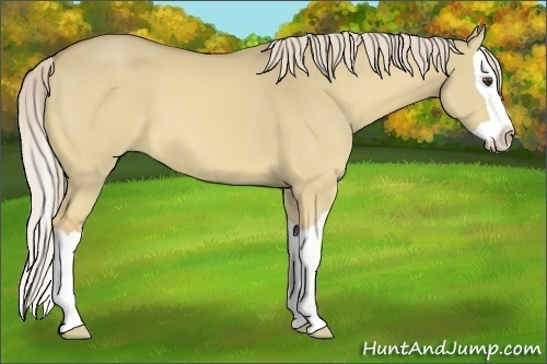 Horse Color:Palomino Dun Splash 