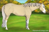 Horse Color:Palomino Dun Splash