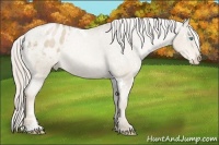 Horse Color:White Spotted Chocolate Palomino Pearl Sabino Varnish 