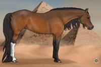 Horse Color:Buckskin 