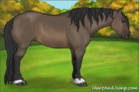 Horse Color:Brown Dun 