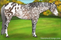 Horse Color:Buckskin Sabino Blanket 
