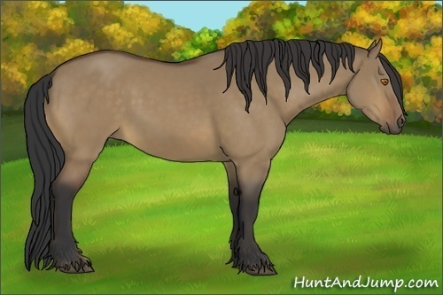 Horse Color:Buckskin Dun 