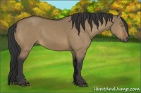 Horse Color:Buckskin Dun