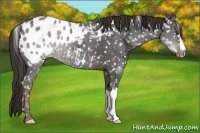 Horse Color:Liver Chestnut Ice Appaloosa 