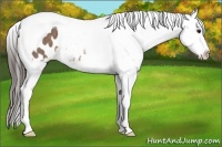 Horse Color:Buckskin Ice Tobiano Blanket Rabicano 