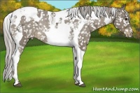 Horse Color:Chocolate Palomino Ice Tobiano Snowflake VarnishRabicano