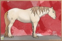 Horse Color:Smoky Black Pearl