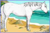 Horse Color:Gray Brown Tobiano