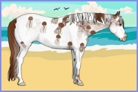 Horse Color:White Spotted Chestnut Splash Tobiano 