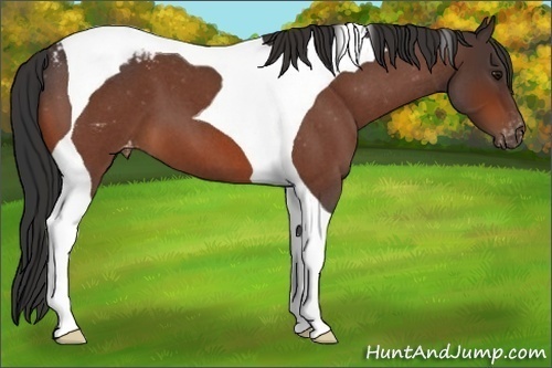 Horse Color:Bay Roan Tobiano Blanket 