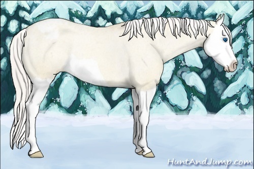 Horse Color:Silver Classic Cream Champagne Dun Splash Varnish Rabicano 